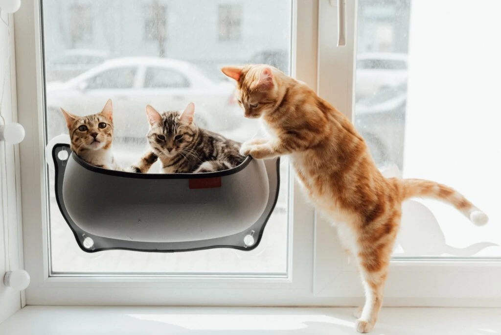 Photo of 3 cats